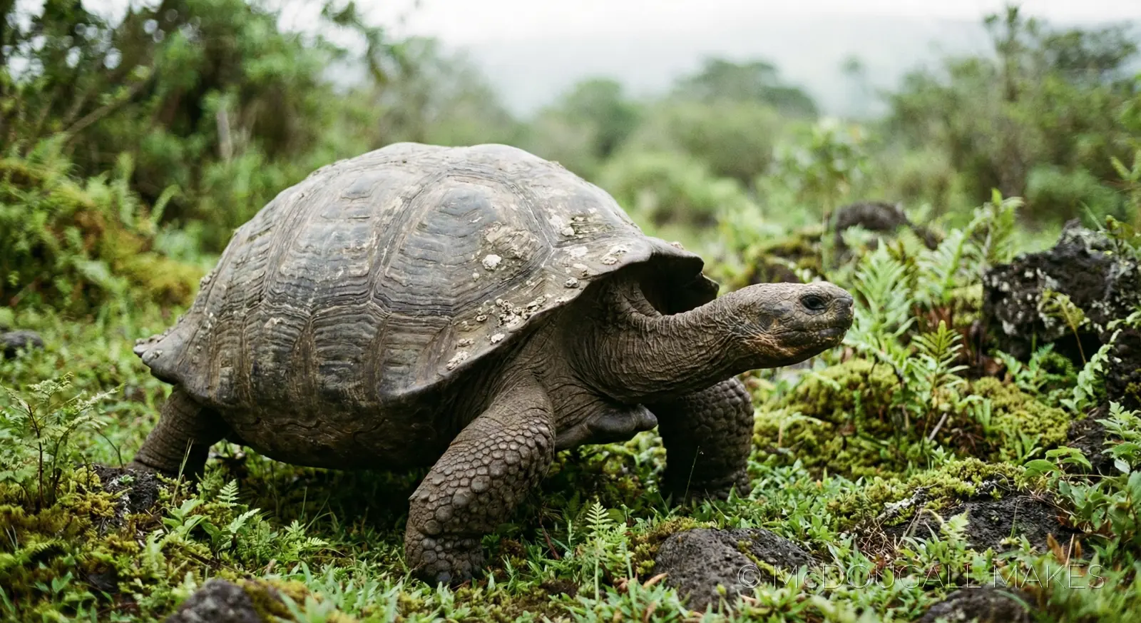 Tortoise|Galapagos|Reptile|Ancient|Texture|Nature|Slow