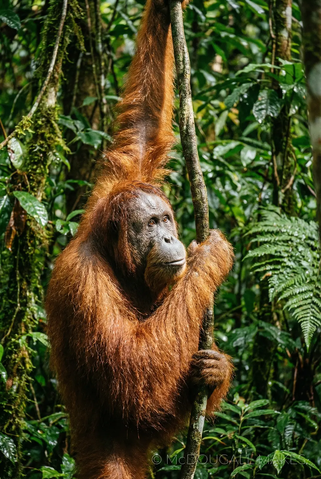 Orangutan|Borneo|Rainforest|Primate|Nature|Intelligent|Detail